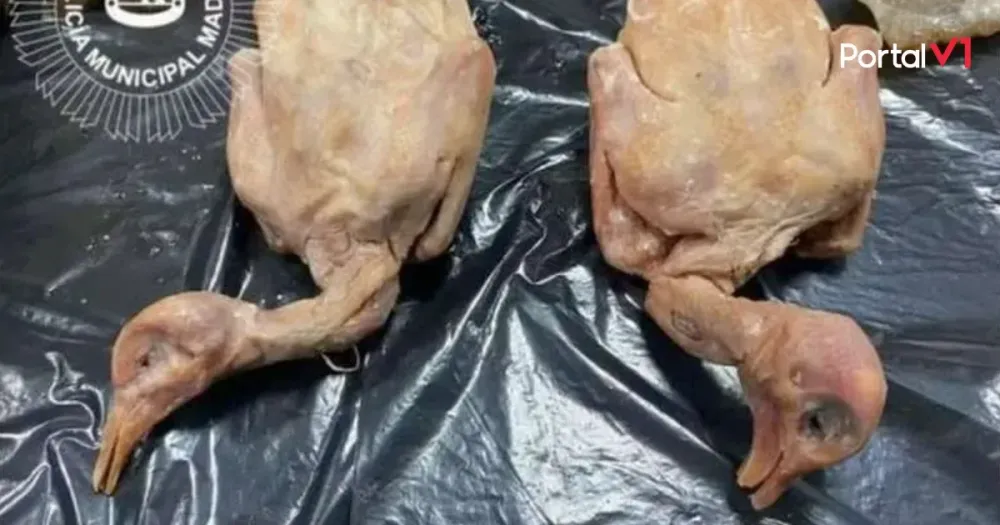 Restaurante é fechado por servir pombo no lugar de pato e armazenar carne estragada