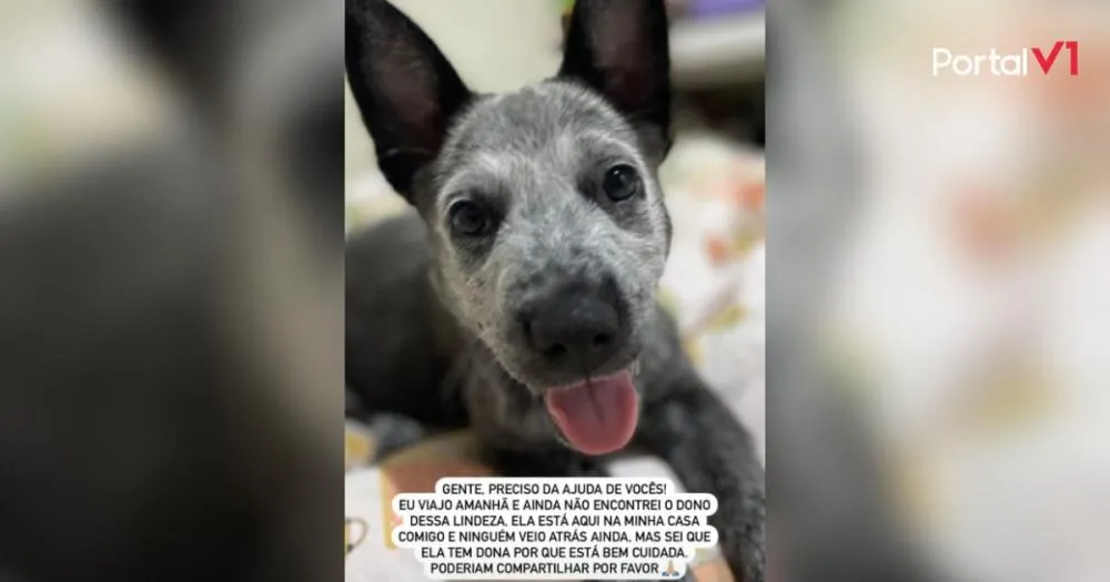 Cadelinha encontrada em São João do Ivaí mobiliza redes sociais em busca do Dono