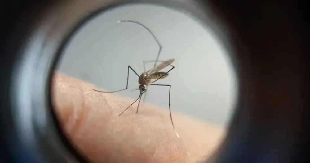 Paraná registra mais 1.156 casos de dengue em nova atualização semanal