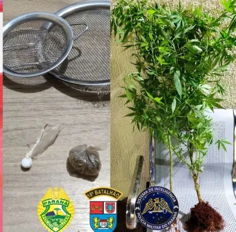 PM Encontra Drogas e Pés de Maconha em Residência de Califórnia