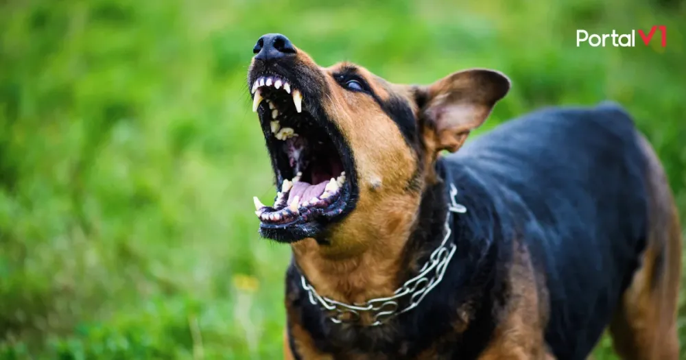Cachorros soltos matam animal de pequeno porte em Apucarana