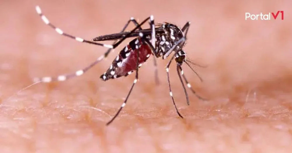  Paraná registra mais 5.802 casos e sete mortes por Dengue confirma Secretaria da Saúde