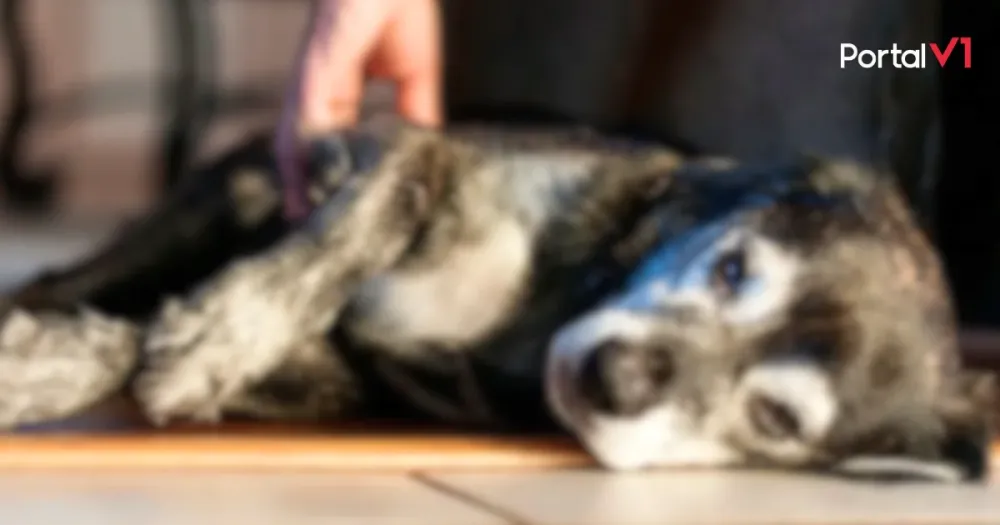 Morador de São Pedro do Ivaí denuncia morte de cão por suspeita de envenenamento