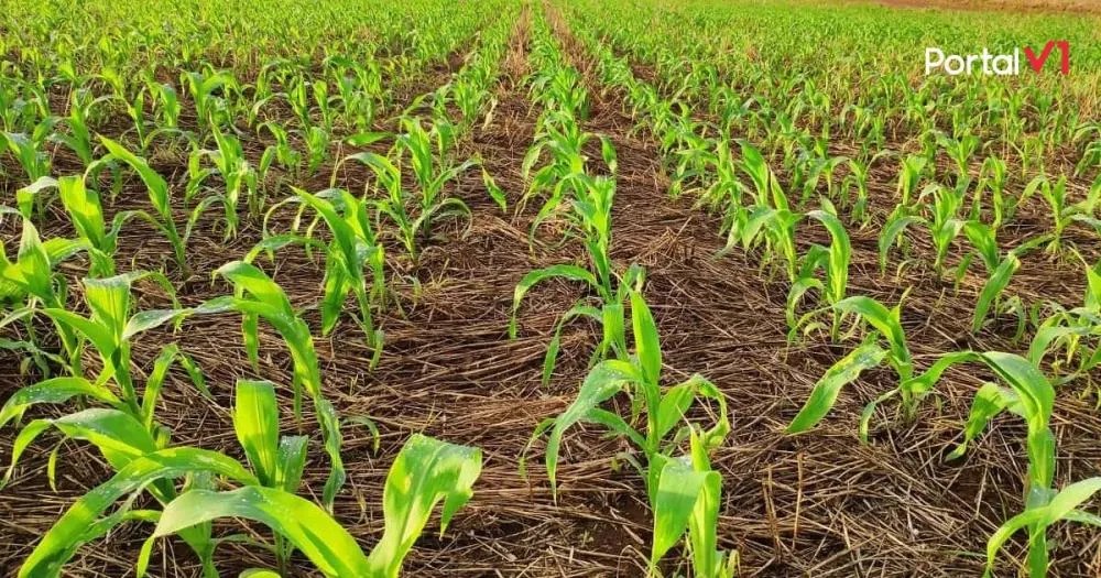 Área Plantada com Trigo Cai na Região de Ivaiporã e Produtores Apostam no Milho Safrinha