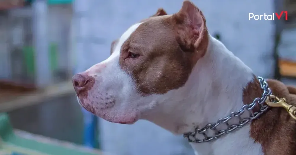 Susto em Califórnia: mulher chega em casa e encontra pitbull no quintal