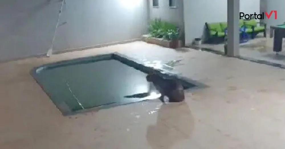 Capivara é resgatada após invadir piscina em Apucarana