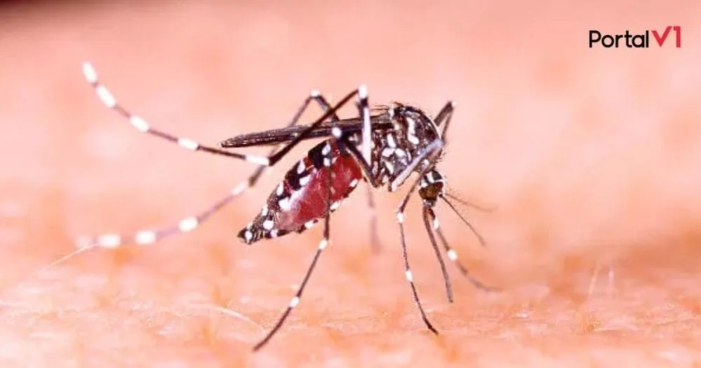 Paraná Registra Mais de 4 Mil Novos Casos de Dengue e 9 Mortes em uma Semana