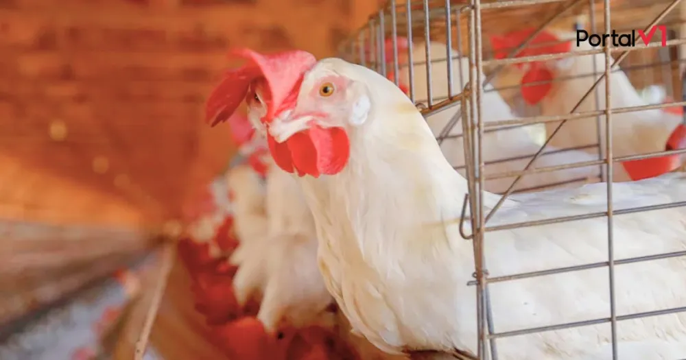 Brasil pode retomar exportações de frango em menos de um mês, diz ministro