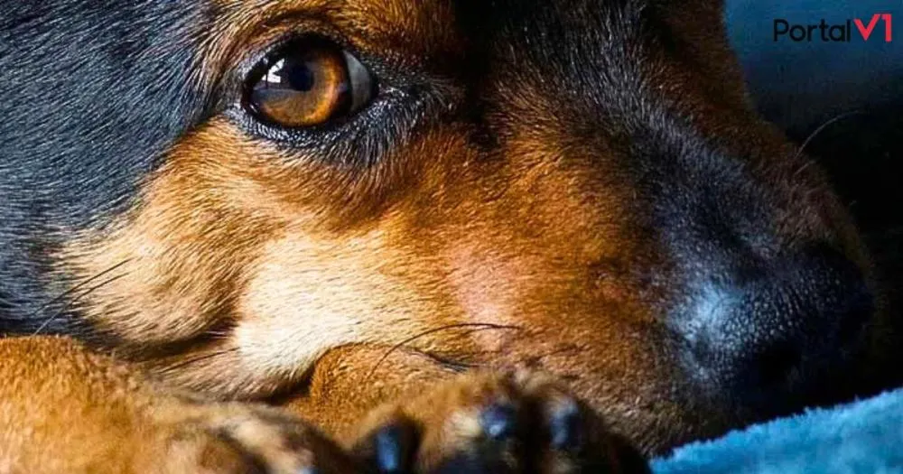  Denúncia de Maus-Tratos a Cachorro Mobiliza PM em Borrazópolis, Mas Suspeito Foge do Local