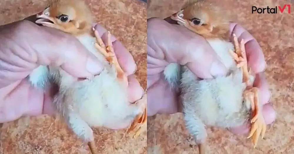 Pintinho com Quatro Patas Nasce no Paraná e Intriga Moradores: Entenda o Fenômeno Raro