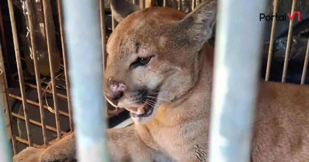 Mistério Resolvido: Onça-Parda Era a Causa do Sumiço de Animais em Marialva