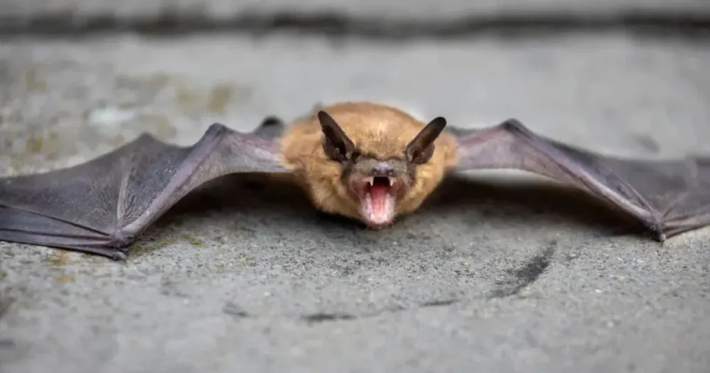 Secretaria de Saúde de Ivaiporã alerta sobre morcegos e confirma caso de raiva