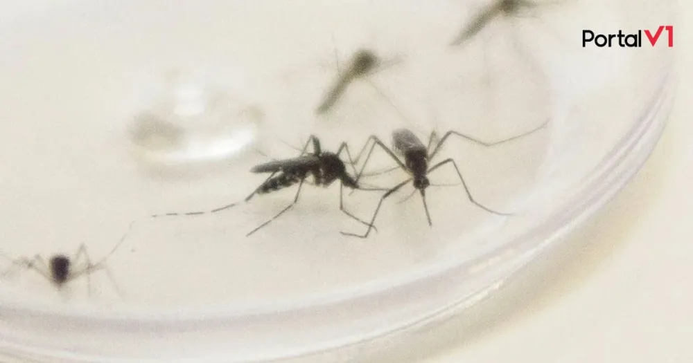 Dengue faz mais 8 vítimas no Paraná e total de casos passa de 78 mil