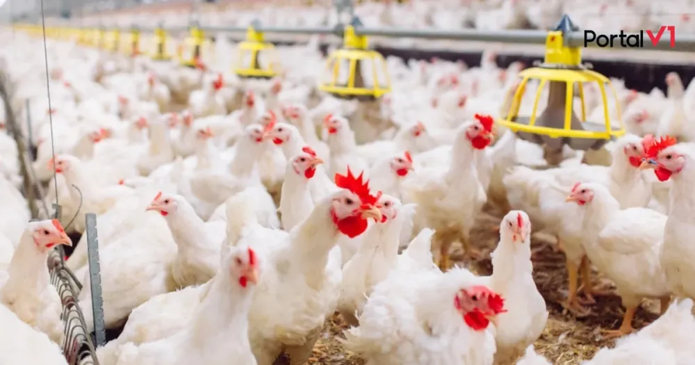 Brasil se declara livre da gripe aviária após quarentena em granja