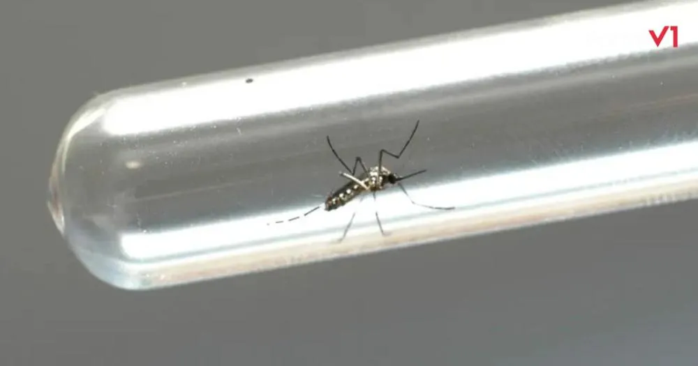 Dengue cai 93% no Paraná, mas cuidados ainda são necessários