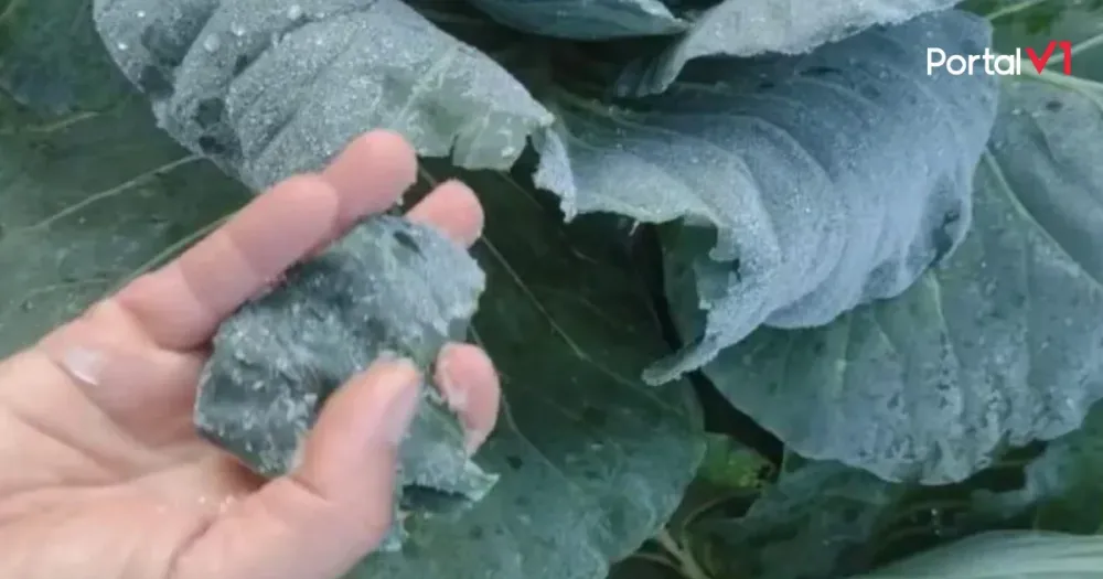 Geada atinge hortaliças e preocupa produtores rurais na região de Ivaiporã