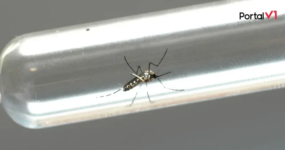 Dengue faz mais duas vítimas no Paraná e total de casos chega a 81 mil