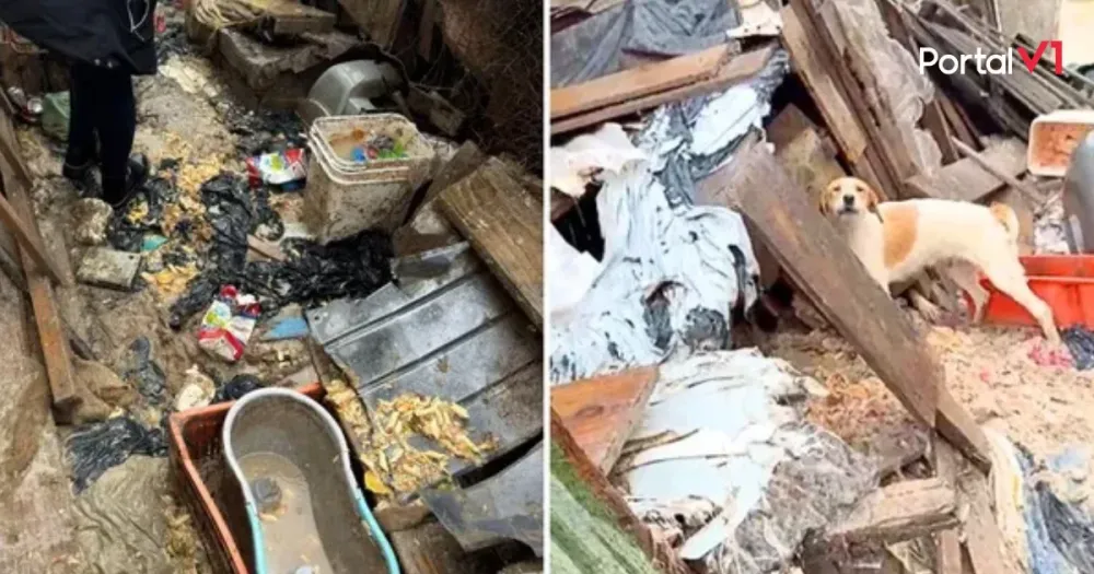 Homem é preso por manter 37 cães em meio a lixo e fezes no PR
