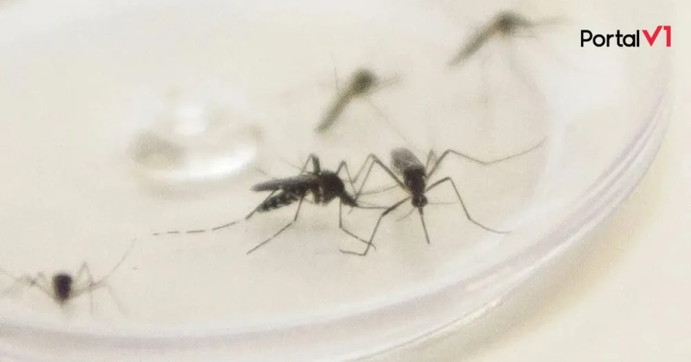 Saúde de Ivaiporã confirma casos de dengue e Chikungunya e alerta para a prevenção