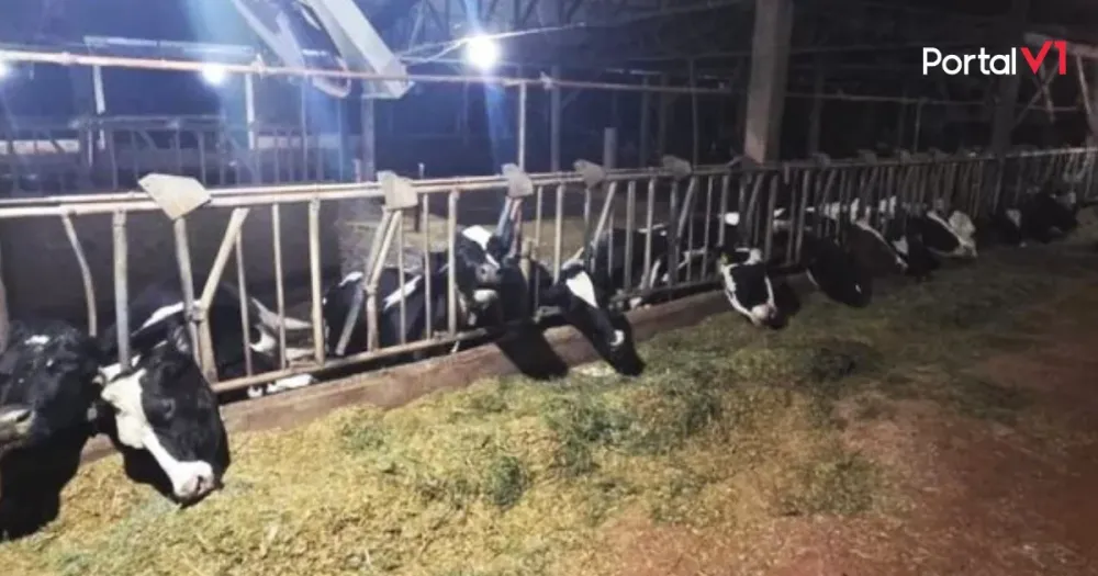 Curto-circuito mata 32 vacas leiteiras no interior de Marechal Cândido Rondon