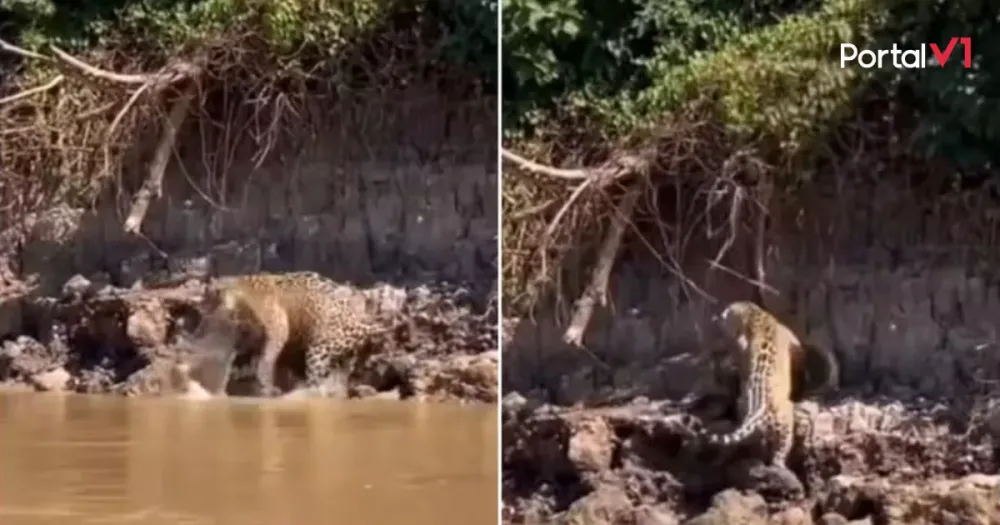 Sucuri cai de árvore e é surpreendida por onça-pintada em ataque