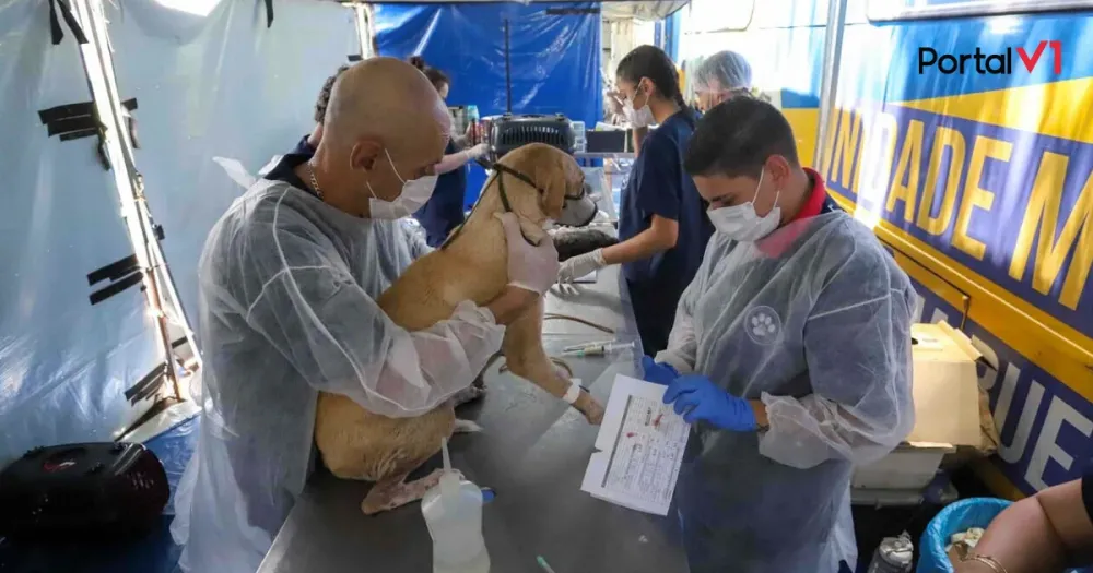 CastraPet Paraná chega a Kaloré, Lidianópolis, Ortigueira, Rio Branco e São Pedro do Ivaí no 2º semestre