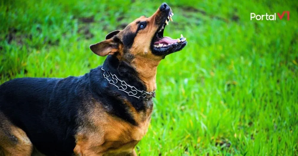 Motociclista é mordido por cachorro solto em via pública de Jardim Alegre
