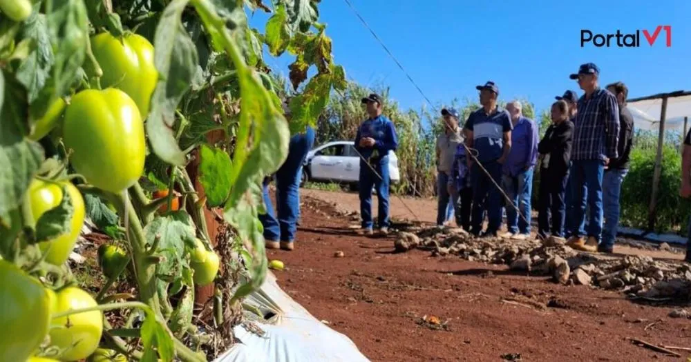 São Pedro do Ivaí realiza visita técnica em estufas de tomate para agricultores familiares