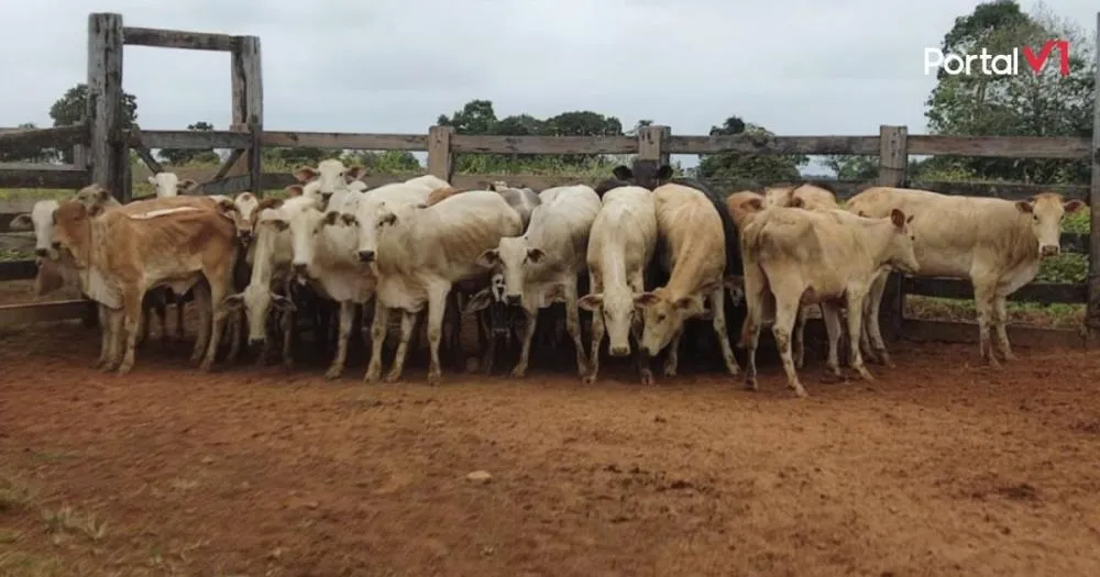 Furto de 30 cabeças de gado assusta produtores rurais em Pitanga