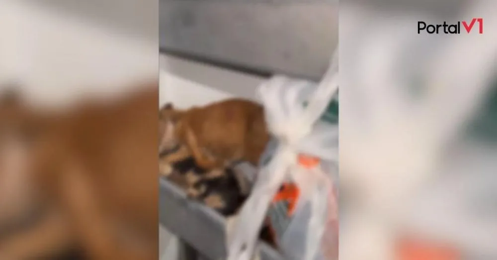 Freezer com cães mortos e 80 animais em situação cruel chocam policiais