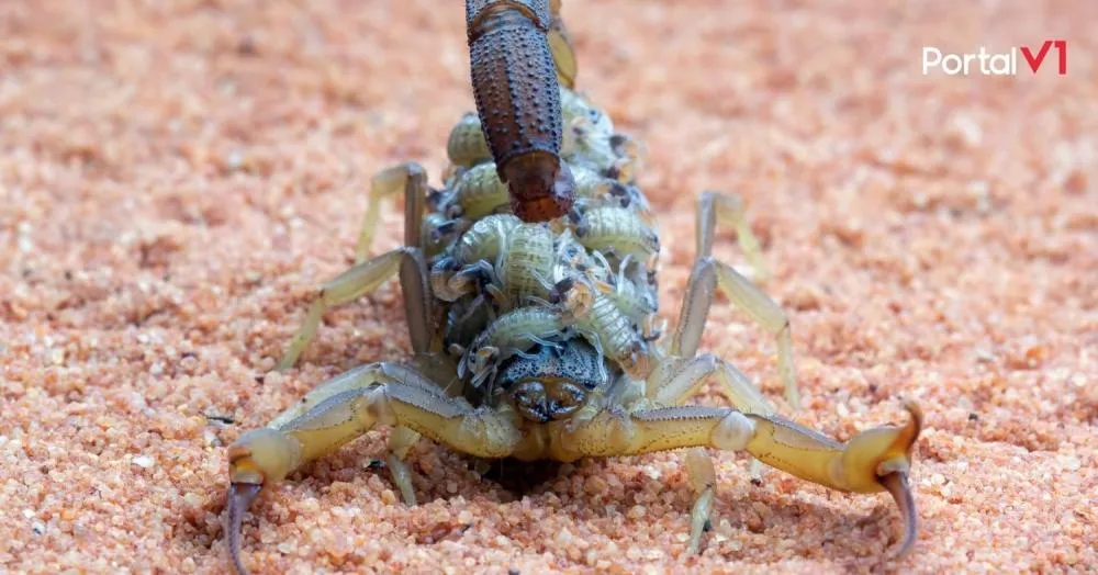 Escorpião-amarelo é encontrado em Borrazópolis e acende alerta na região