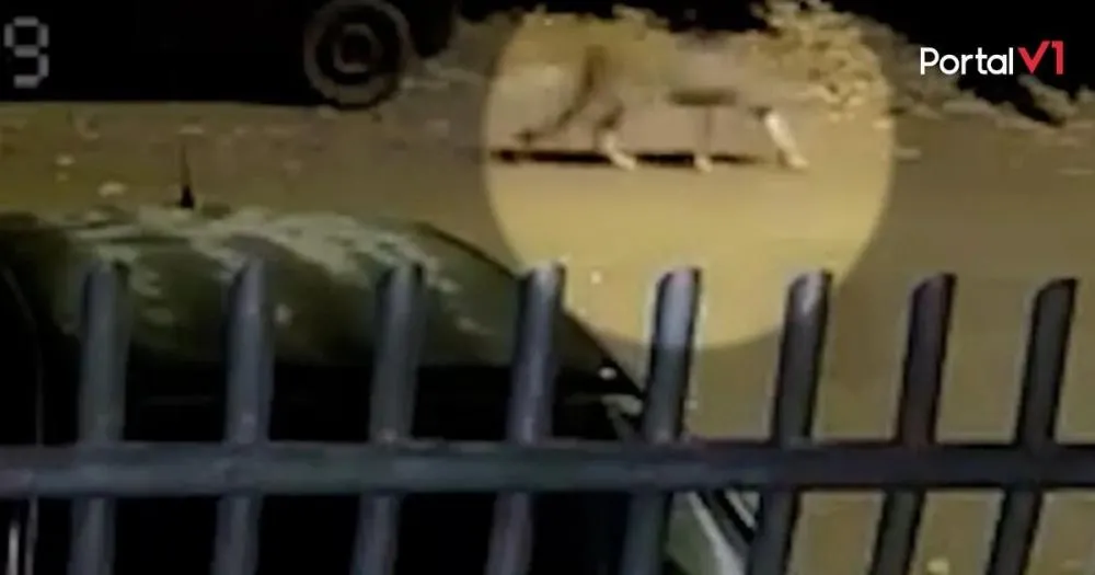 Óia a onça! Moradores estão apreensivos com presença do animal em cidade do Paraná