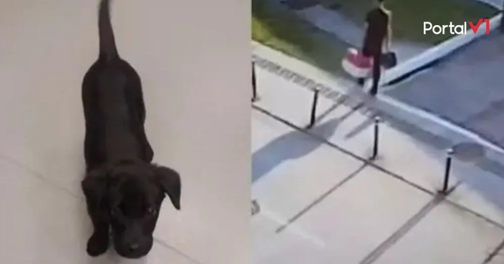 Passageiro abandona cachorro em aeroporto de Florianópolis e é preso