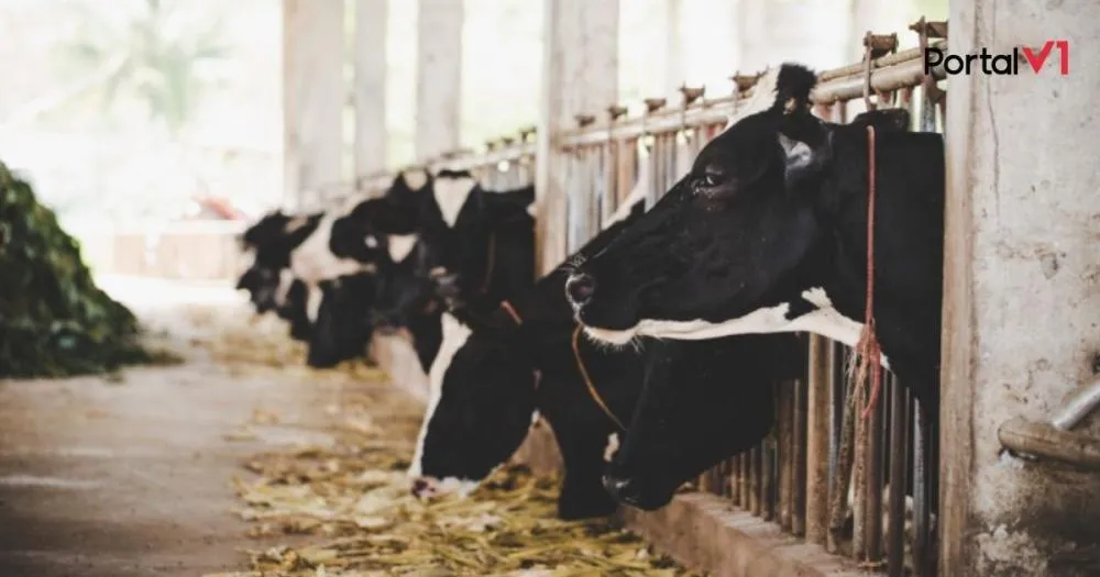 Briga sobre vacas leiteiras vai parar na Justiça do Paraná