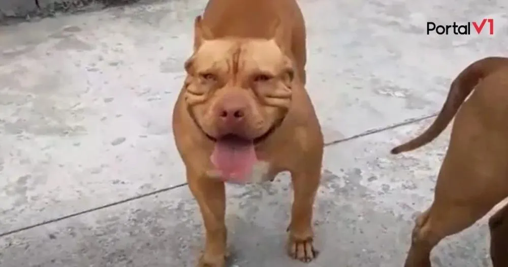 Pitbull ataca cachorro e mobiliza Polícia Militar em Ivaiporã