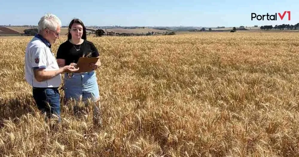 Colheita do trigo começa no Vale do Ivaí com expectativa de alta produtividade