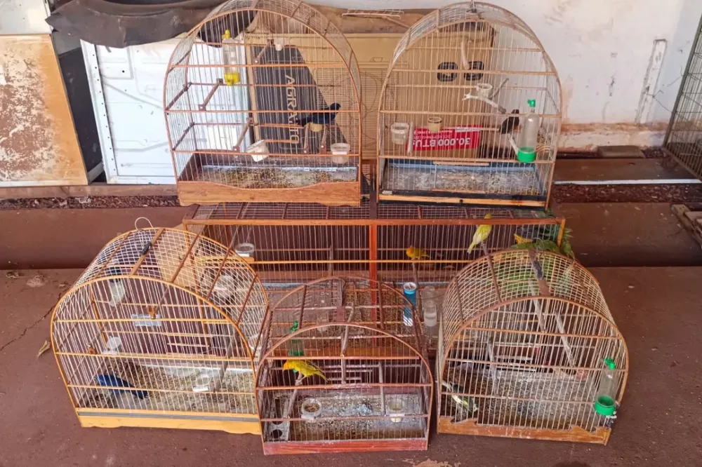 PCPR resgata 70 animais vítimas de maus-tratos em Toledo