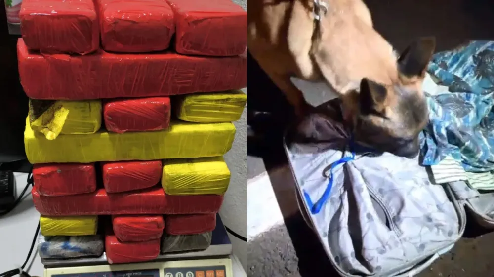 Polícia Militar apreende 17,8 kg de maconha em bagagem de passageira