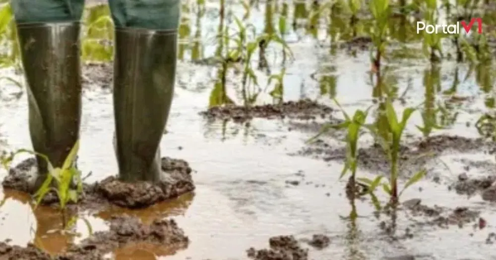 Produtores rurais da região poderão renegociar dívidas após perdas climáticas