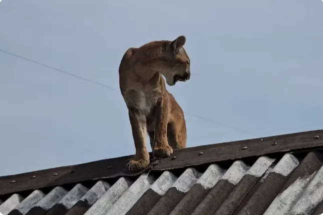 Onça-parda é encontrada no telhado e resgatada após ser laçada por morador no Paraná