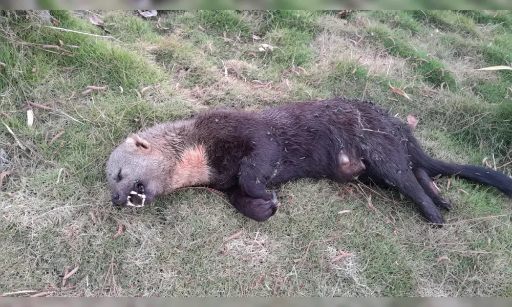 Mistério na zona rural: animal silvestre é encontrado morto na região