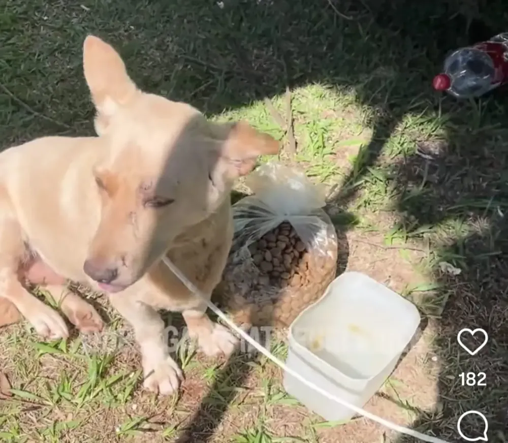 Projeto Paraná Contra Maus-Tratos Auxilia Animais Feridos Após Tornado em Rio Bonito do Iguaçu