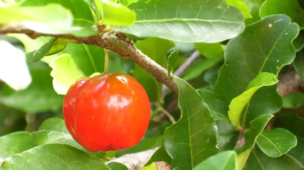 Mais poderosa que a laranja? Entenda por que a acerola é a campeã da vitamina C