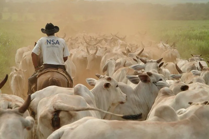 Dupla a cavalo tenta furtar gado e foge antes da chegada da polícia em Rio Branco do Ivaí