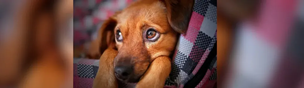 Homem é preso suspeito de abusar de cachorra por quatro anos em Toledo