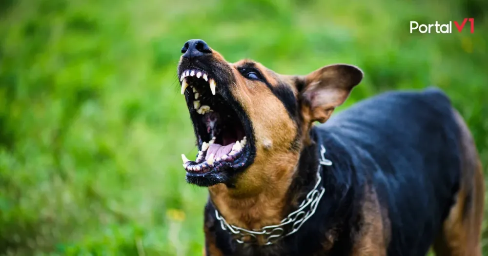 Cachorro solto ataca moradores e gera conflito entre vizinhos em Ivaiporã