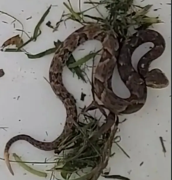 Vendaval derruba árvores e “chove cobra” em quintal na RMC
