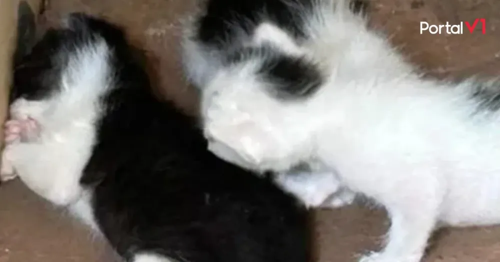 Mulher encontra quatro gatos filhotes dentro de sacola e aciona a polícia