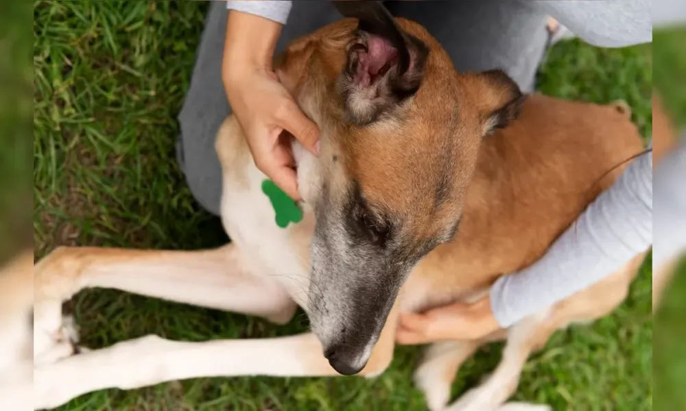 Mulher é investigada por praticar atos com cão e divulgar vídeos nas redes