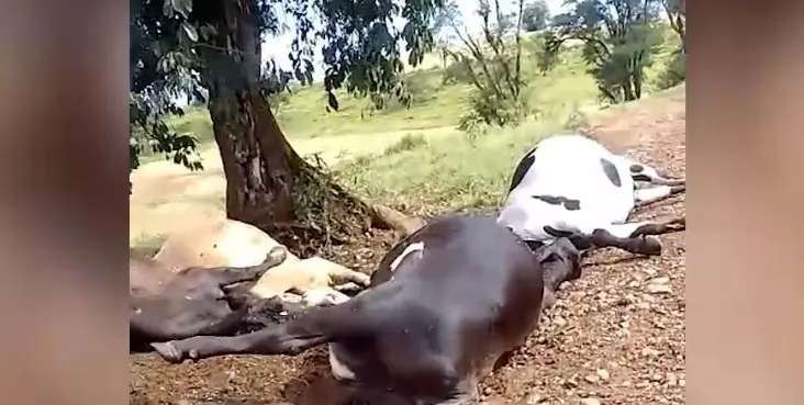 Temporal no Norte do Paraná termina com cinco animais mortos após queda de raio